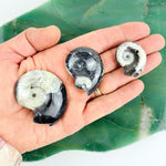 Ammonite Fossil-- Whole Black and White Ammonite Fossil (RK26B22)