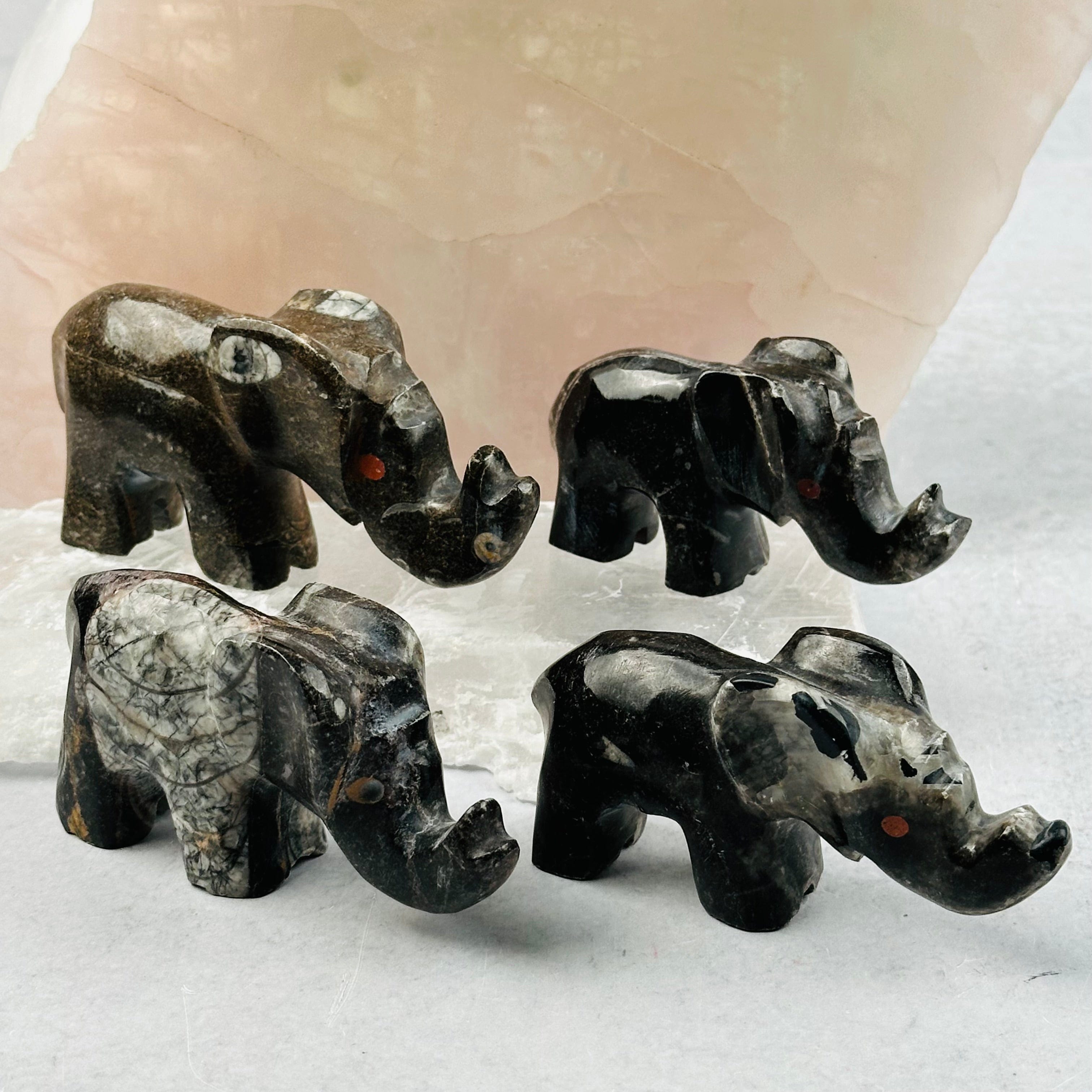 Orthoceras Polished Elephant Fossil Collection